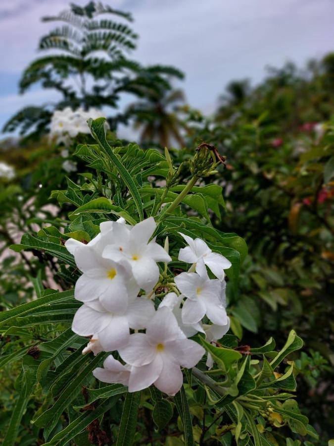 Les Gites Du Domaine De Petite-Anse 波尔兰特 外观 照片